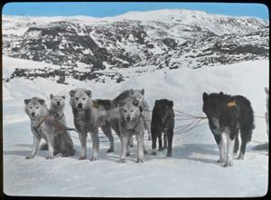 Image of MacMillan's Dog Team, North Greenland 1913-1917